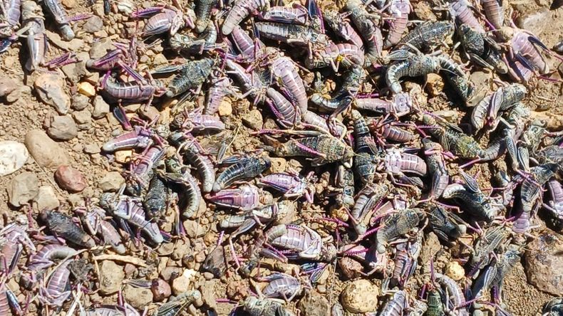 La aparición de focos de Tucura sapo (Bufonacris claraziana) fueron localizados distintos puntos de la región patagónica. | LM Neuquen La aparición de focos de Tucura sapo (Bufonacris claraziana) fueron localizados distintos puntos de la región patagónica.