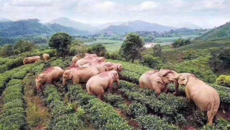 Sin personas por la cuarentena, elefantes coparon un campo en China