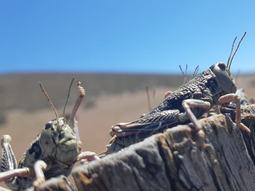 Se espera que la tucura permanezca en la zona al menos hasta fin de este mes. Se espera que la tucura permanezca en la zona al menos hasta fin de este mes.