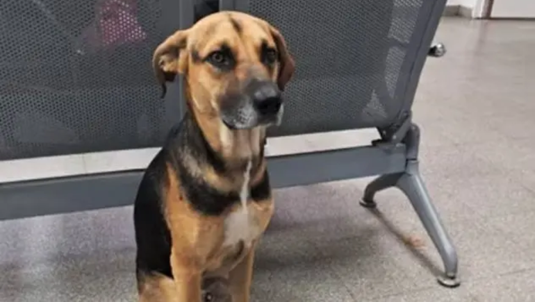 Con la muerte de su dueño