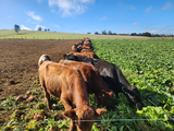 La remolacha como alimento animal ha sido utilizado en Europa durante siglos.&nbsp;
