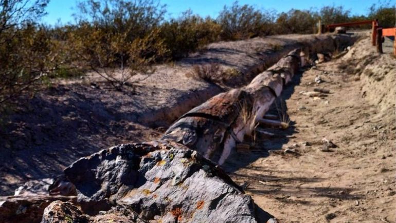 El bosque petrificado es uno de los tesoros naturales de Río Negro.