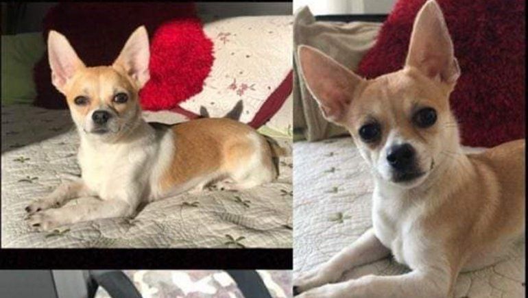 Vuelco fatal en Ruta 22: buscan a la mascota de la víctima