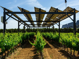 Los paneles solares, un aporte a la produccion de vinos.
