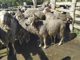 se consolidan los avances sobre el plan sanitario ovino se consolidan los avances sobre el plan sanitario ovino