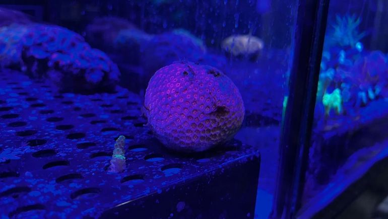 En la gomería se encontraron múltiples especies marinas. En la gomería se encontraron múltiples especies marinas.