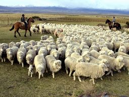 Los frigoríficos de la Patagonia aducen que las exportaciones de carne ovina quedarían afectadas con la flexibilización de la barrera. Los frigoríficos de la Patagonia aducen que las exportaciones de carne ovina quedarían afectadas con la flexibilización de la barrera.