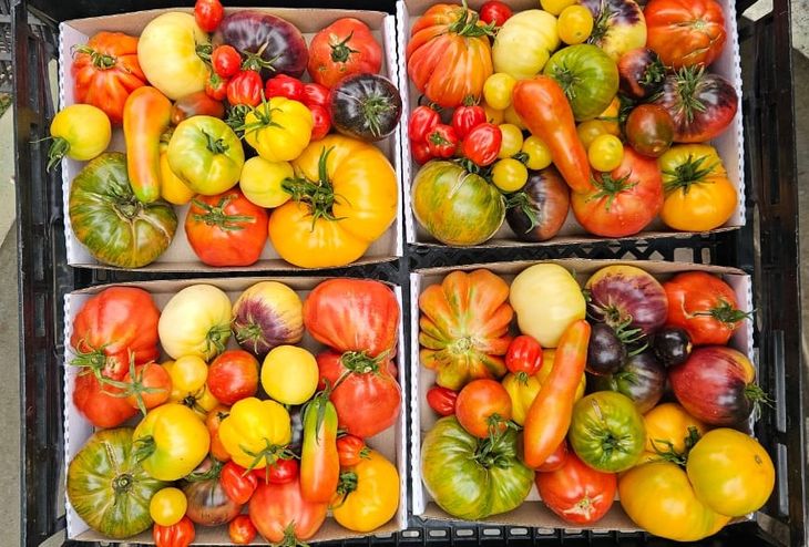 En Centenario se cultivan los tomates más raros del Valle. Foto: gentileza. En Centenario se cultivan los tomates más raros del Valle. Foto: gentileza.