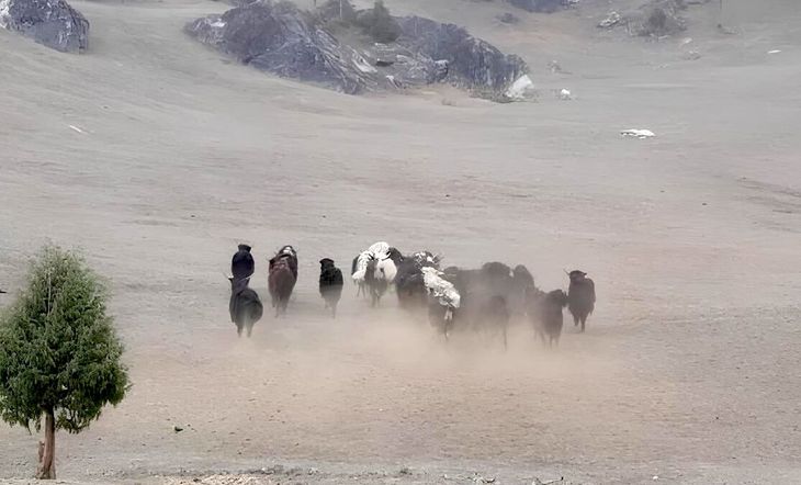 El cambio climático está afectando el desarrollo de la ganadería en esta región. El cambio climático está afectando el desarrollo de la ganadería en esta región.