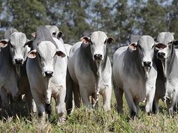 El nivel de faena en Brasil durante 2023 fue de unos 33,9 millones de cabezas. El nivel de faena en Brasil durante 2023 fue de unos 33,9 millones de cabezas.