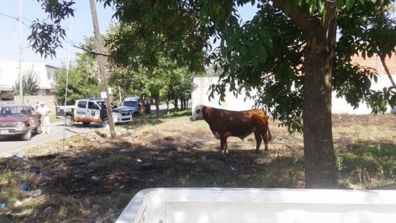 El toro cuando se detuvo a descansar de su corrida. Luego fue neutralizado por un vecino. Casi provoca una tragedia.