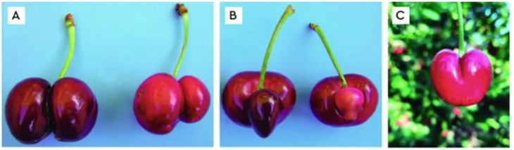 Detalle de cerezas con malformaciones del tipo fruto doble proveniente de flores con 2 pistilos (A), un pistilo atrofiado (B) en cerezas Bing y con sutura profunda en cerezas Lapins (C). Imagen: CentroFruticulturaSur.cl Detalle de cerezas con malformaciones del tipo fruto doble proveniente de flores con 2 pistilos (A), un pistilo atrofiado (B) en cerezas Bing y con sutura profunda en cerezas Lapins (C). Imagen: CentroFruticulturaSur.cl
