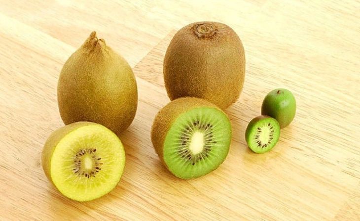 Los ensayos realizados en Nueva Zelanda revelan que Green146 simplifica el manejo de los huertos y ofrece una alternativa más eficiente que la tradicional variedad Hayward. Los ensayos realizados en Nueva Zelanda revelan que Green146 simplifica el manejo de los huertos y ofrece una alternativa más eficiente que la tradicional variedad Hayward.