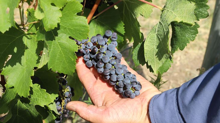 Tecnología y esfuerzo: Sistema de riego por goteo en plena zona árida, clave para nutrir las líneas de Malbec, Merlot y Cabernet Sauvignon. Tecnología y esfuerzo: Sistema de riego por goteo en plena zona árida, clave para nutrir las líneas de Malbec, Merlot y Cabernet Sauvignon.