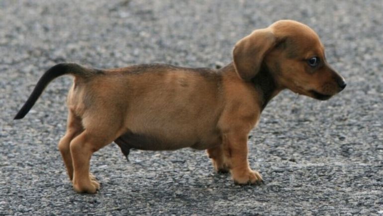 Buscan hogar provisorio para perros salchicha