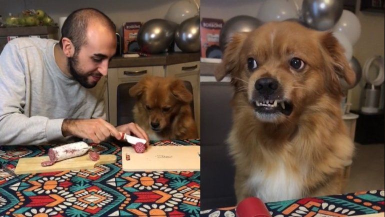 TikTok: la graciosa reacción de un perro cuando su amo intentó darle comida falsa