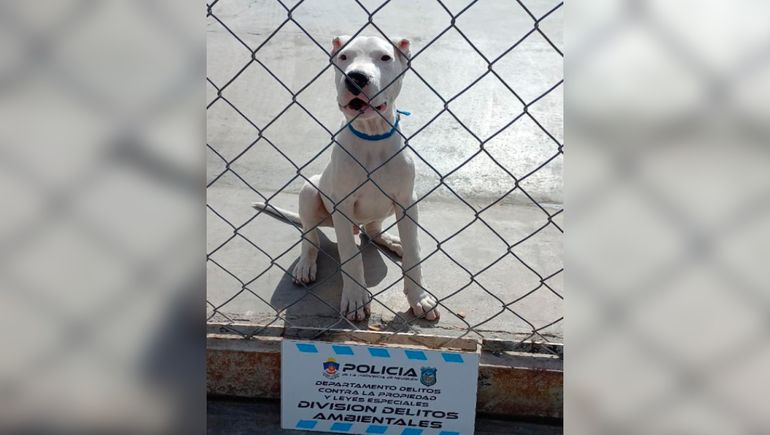 Lo detuvieron por maltratar a su perro y subir el video a Facebook