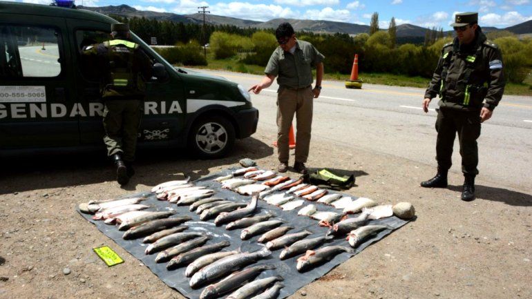 Viajaban en un colectivo de Bariloche a San Martín con 44 truchas dentro de dos mochilas