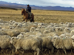 La postal de Patagonia Sur, de obejas en la estepa, está cambiando. La postal de Patagonia Sur, de obejas en la estepa, está cambiando.