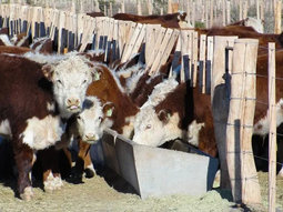 COP28: Las emisiones de la ganadería bovina están mal contabilizadas. COP28: Las emisiones de la ganadería bovina están mal contabilizadas.