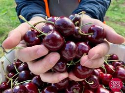 Las exportaciones argentinas de cerezas alcanzaron las 4.985 toneladas y generaron US$16,8 millones. Las exportaciones argentinas de cerezas alcanzaron las 4.985 toneladas y generaron US$16,8 millones.