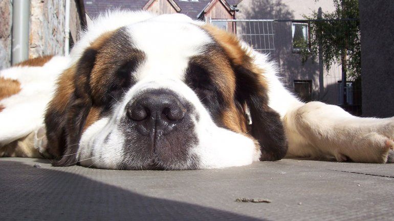 Las enfermedades de los perros gigantes