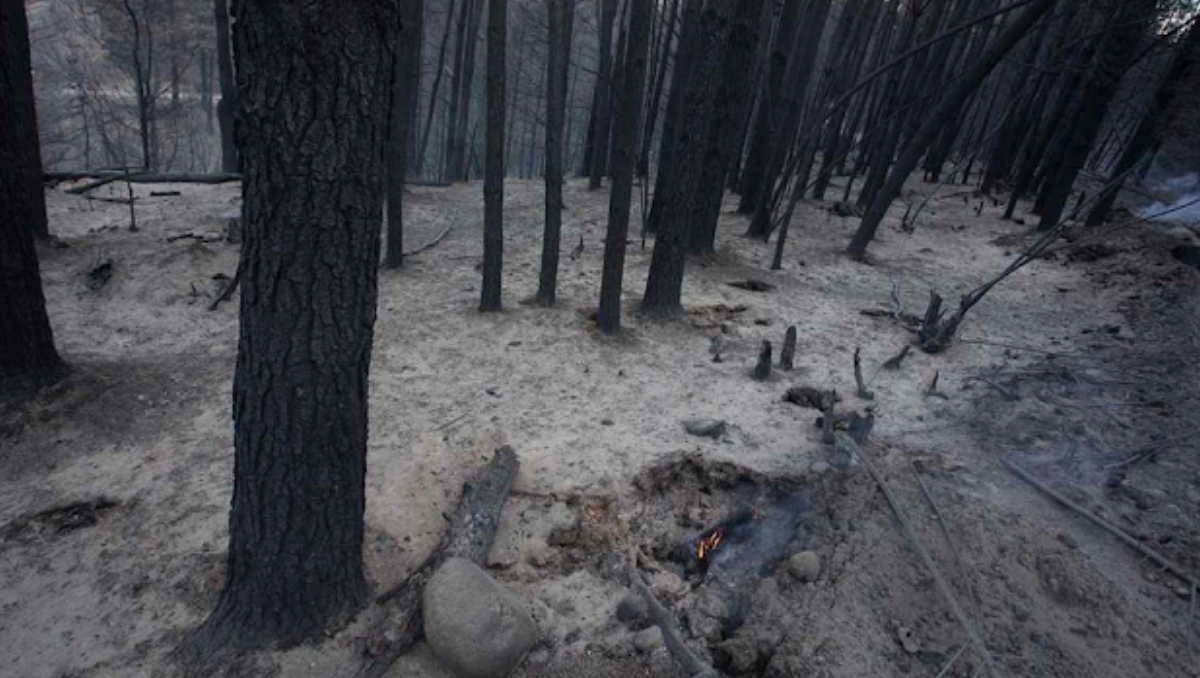 Los incendios dejaron una postal diferente en la Comarca Andina que ahora empieza a reconstruirse.