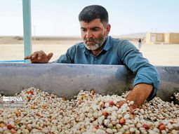 La crisis en Oriente Medio pone en alerta al sector del pistacho, ya que Irán es uno de los mayores exportadores del fruto seco a nivel mundial. La crisis en Oriente Medio pone en alerta al sector del pistacho, ya que Irán es uno de los mayores exportadores del fruto seco a nivel mundial.