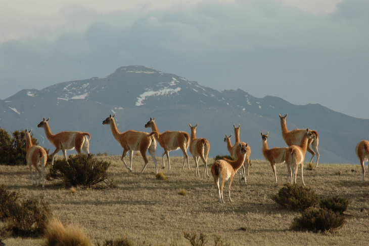 Los productores aseguran que hay una superpoblación de guanacos. Foto: WCS. Los productores aseguran que hay una superpoblación de guanacos. Foto: WCS.