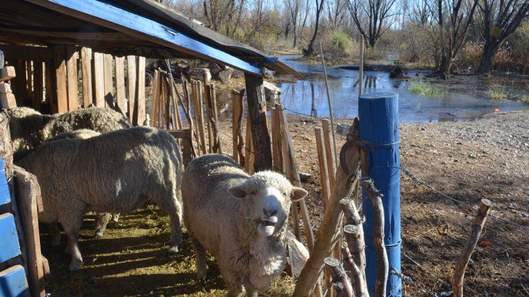 Crianceros la pasan mal con la crecida del Limay
