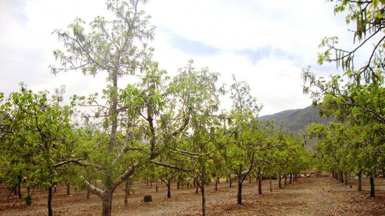 En Neuquén ya se diversifica la matriz productiva