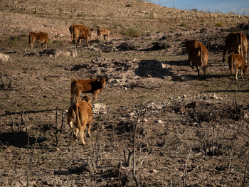 La sequía esta golpeando en importantes zonas productivas del norte de la Patagonia.