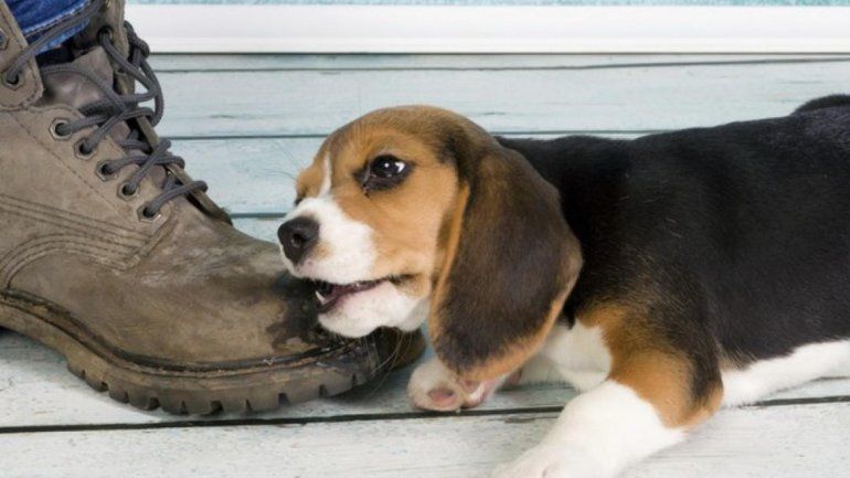 Confirmado: los perros sienten celos