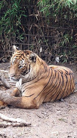 Entre los animales en cautiverio había dos tigres y diez pumas.