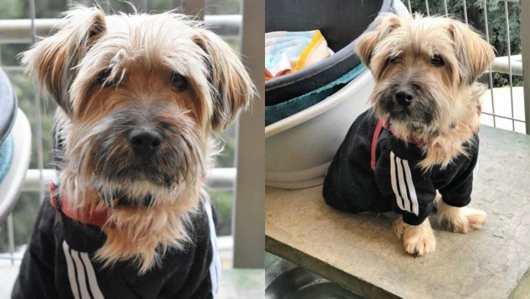 Twitter: la emotiva carta para pedir que adopten a un perrito