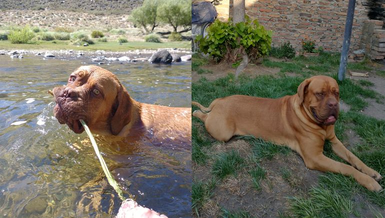 Buscan una novia para Antares, un dogo de Zapala