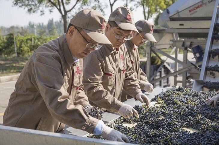 La bodega Changyu Pioneer es una de las más importantes de China. Foto: Changyu Pioneer Wine Company. La bodega Changyu Pioneer es una de las más importantes de China. Foto: Changyu Pioneer Wine Company.
