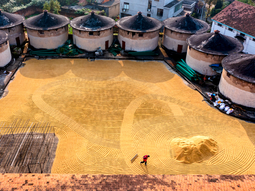 Imparable. China sigue creciendo en la producción de cereales. Imparable. China sigue creciendo en la producción de cereales.