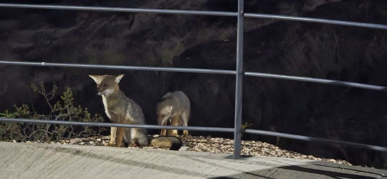 Cada vez es más frecuente la aparición de los zorros en zona urbana.