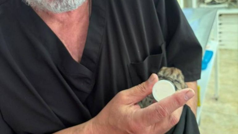 Una de las crías logró sobrevivir gracias a la intervención de una persona.&nbsp;