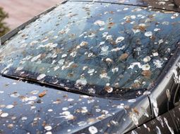 El truco infalible para limpiar los excrementos del auto. Foto: Freepik El truco infalible para limpiar los excrementos del auto. Foto: Freepik