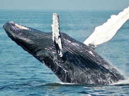 Las ballenas jorobadas pasan por Chubut entre enero y marzo. Las ballenas jorobadas pasan por Chubut entre enero y marzo.
