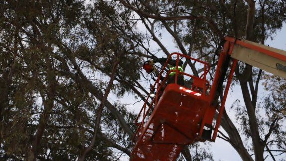 Tránsito: la Municipalidad arrancó con la poda en pleno centro