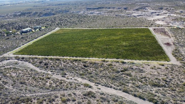 Fue plantado en medio del desierto. Foto: gentileza. Fue plantado en medio del desierto. Foto: gentileza.