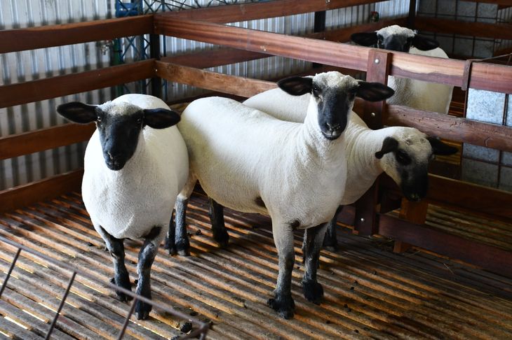 La carne ovina avanza hacia la mesa de los argentinos