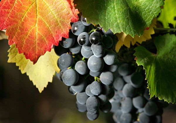 Conozca el sabor del Malbec según cada región productora