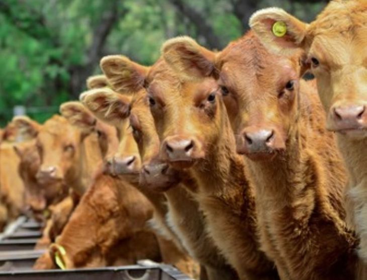 La faena vacuna registró uno de los retrocesos más pronunciados de los últimos años y crece la preocupación por el impacto en la producción de carne argentina. La faena vacuna registró uno de los retrocesos más pronunciados de los últimos años y crece la preocupación por el impacto en la producción de carne argentina.