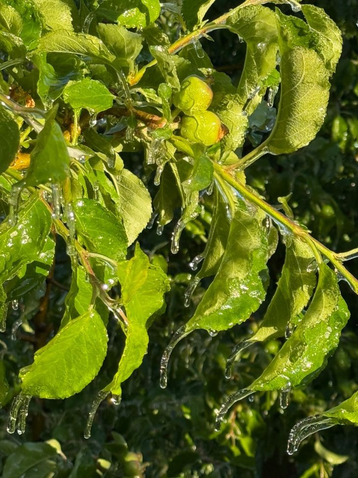 Cayó una helada suave que tendrá algún efecto en la calidad de la fruta | Más Produccion Cayó una helada suave que tendrá algún efecto en la calidad de la fruta
