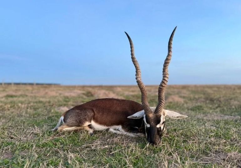 El antílope negro es natural de la India y fue introducido en La Pampa solo para la caza deportiva.