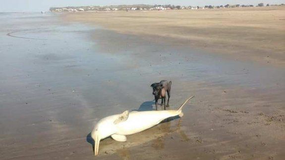 El delf&iacute;n muerto en la playa de El C&oacute;ndor, en Viedma. Una vecina lo encontr&oacute;.&nbsp;